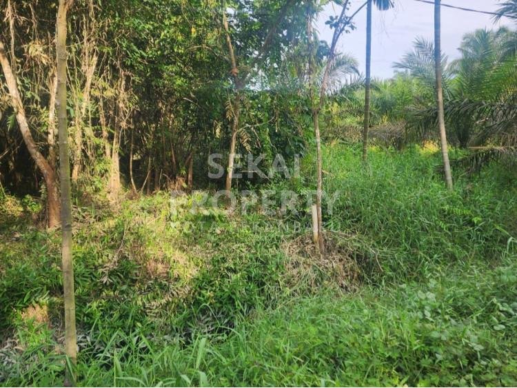 Dijual Tanah di Jl. Matoa