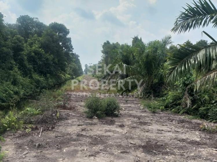 Di jual tanah untuk lahan sawit Siak kecik kec Bunga Raya temusai siak kab Bengkalis