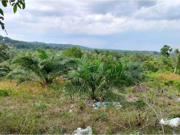 DI JUAL TANAH 1 HEKTAR DAERAH RUMBAI