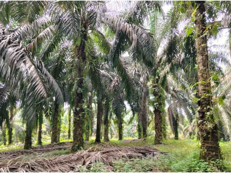 DI JUAL LAHAN SAWIT 10 HEKTAR DAERAH HANGTUAH