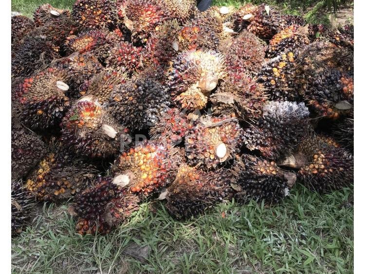 DIJUAL KEBUN SAWIT LOKASI DESA KUNTU DARUSSALAM KAMPAR KIRI
