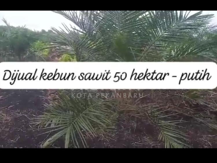 DIJUAL LAHAN SAWIT MASIH TERAWAT LOKASI BENGKALIS