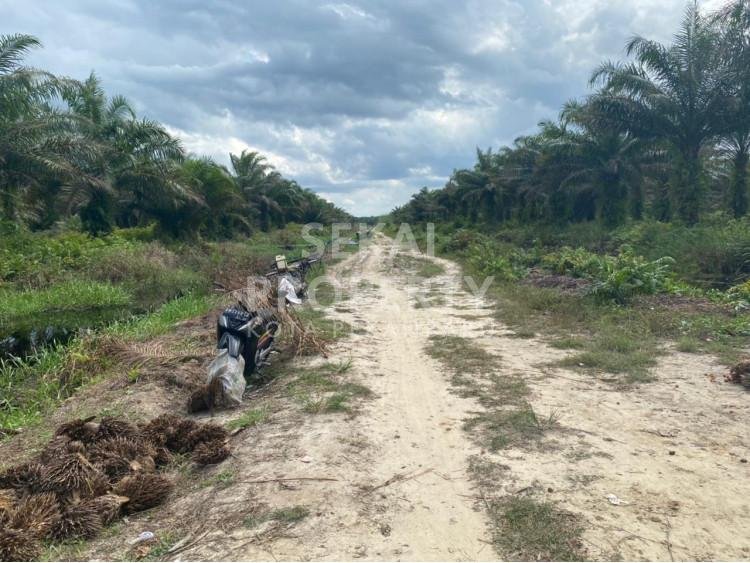 DIJUAL LAHAN KEBUN SAWIT LOKASI DAYUN SIAK