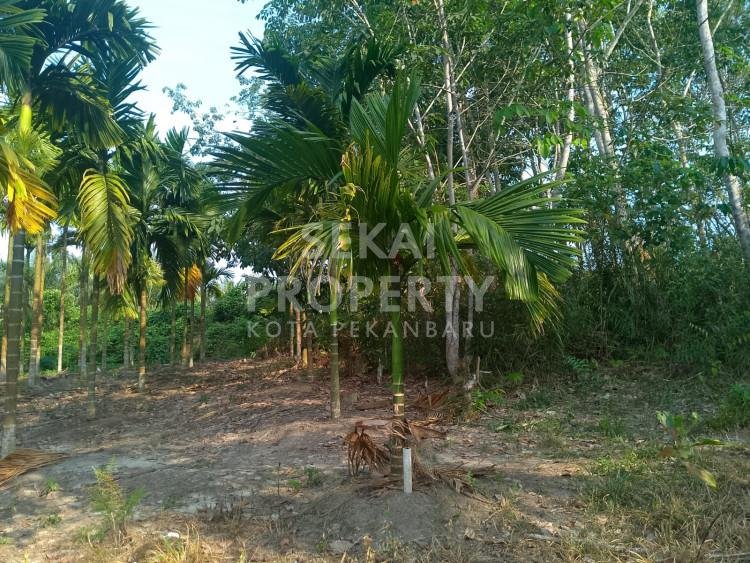 DIJUAL LAHAN PINANG LOKASI DI KANDIS KAB.SIAK