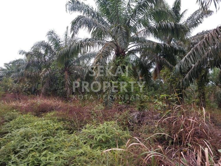 Dijual sebidang tanah murah di tenayan raya-pekanbaru