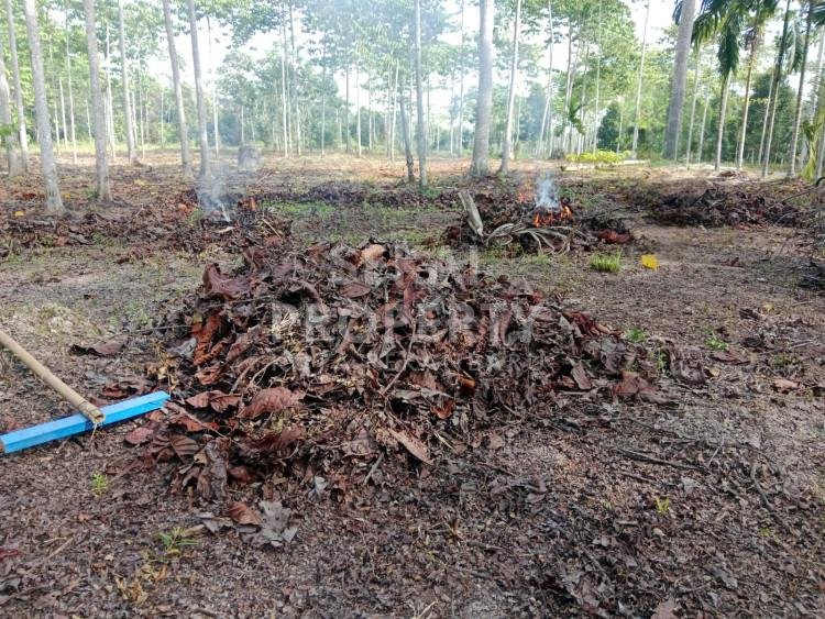 DIJUAL TANAH DENGAN LUAS 6 HA DI JALAN KAMPUNG BARU REJOSARI