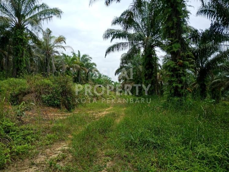 Dijual Tanah / Lahan Sawit Yang Luas Dijalan Raja Panjang Okura