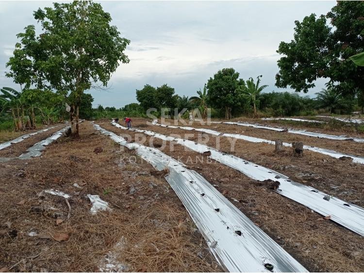 Dijual Tanah Kavling, murah, lokasi Jl. Uka - Kampar, Pekanbaru