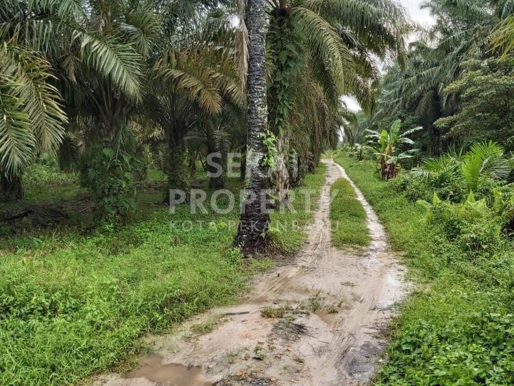 Dijual sebidang tanah seluas 1HA di tepi jalan aspal  lokasi Siak