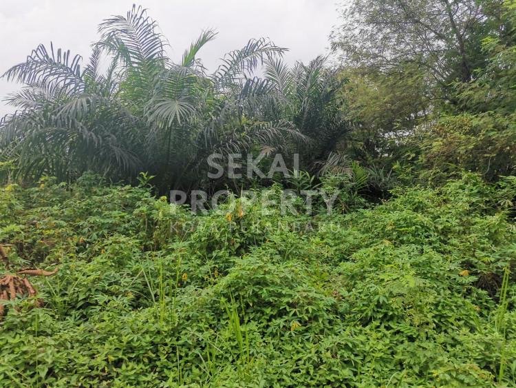 Dijual tanah lokasi pandau jaya