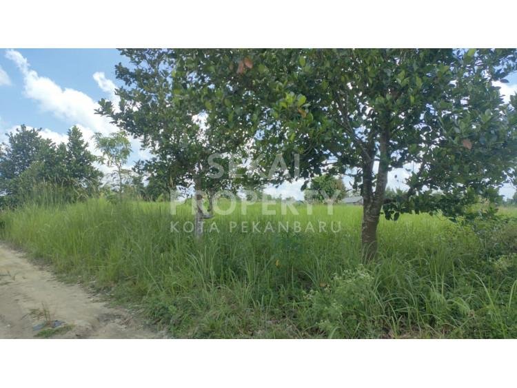 Dijual tanah murah keras tengah kota Jl. Beringin - Pekanbaru