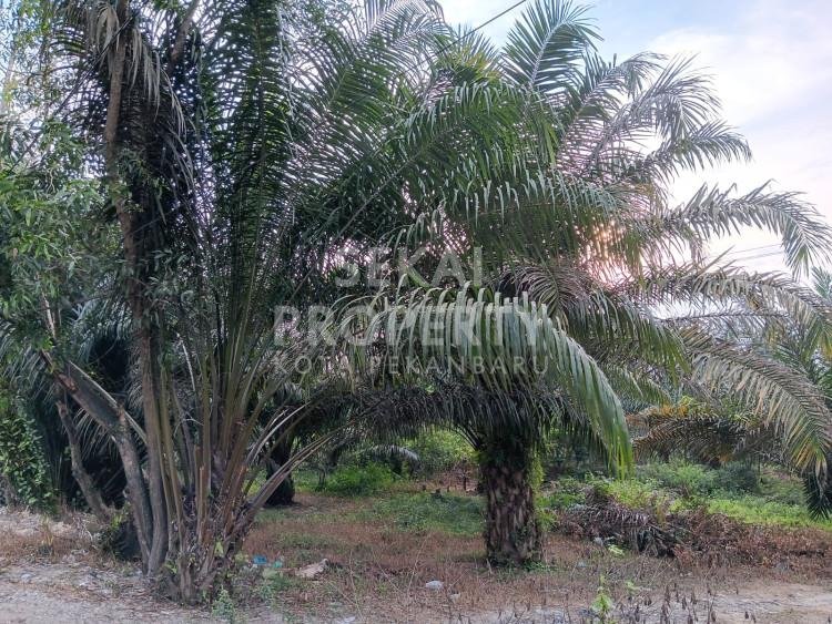 Di jual sebidang tanah lokasi Muara Fajar tepi jalan Yos Sudarso sebelum gerbang tol Duri Dumai tengah kota Pekanbaru