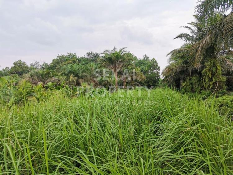 Dijual sebidang tanah lokasi Jl. Matoa - Tenayan Raya