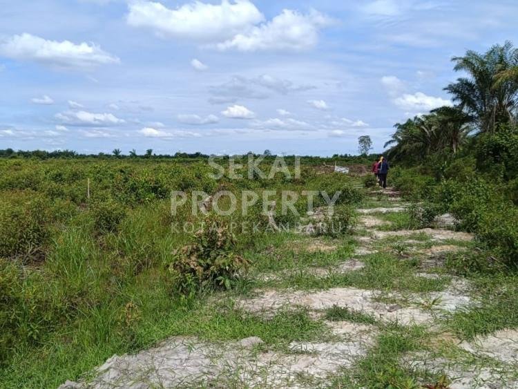 DIJUAL LAHAN SAWIT luas 200 Ha (bisa dijual 50 Ha) dekat ke jalan poros BAGAN BESAR - DUMAI