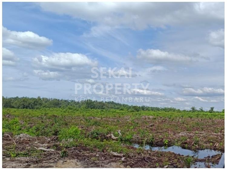 DIJUAL LAHAN SAWIT luas 200 Ha (bisa dijual 50 Ha) dekat ke jalan poros BAGAN BESAR - DUMAI