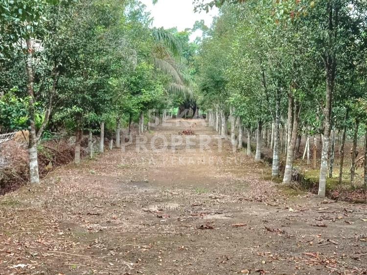 DIJUAL SEBIDANG TANAH LUAS + 3 UNIT RUKO KIOS DAN BANGUNAN CAFE LOKASI LINTAS JALAN BANGKINANG