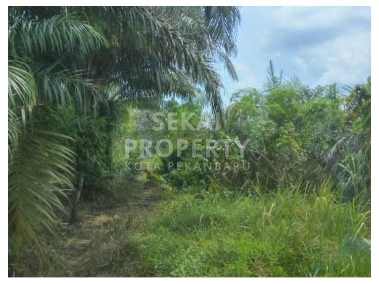 Dijual Tanah Murah Di Jl. Paus/Rumbai - Pekanbaru