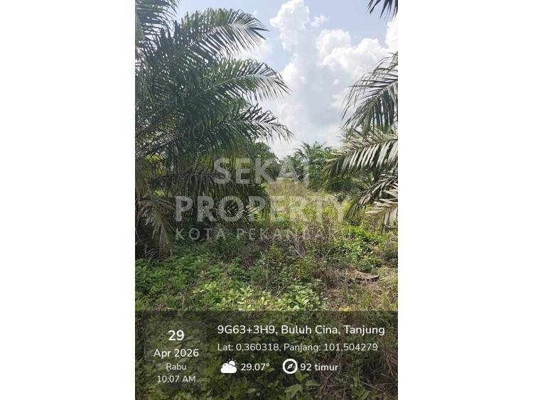 DIJUAL KEBUN SAWIT LUBUK SAKAT KAMPAR