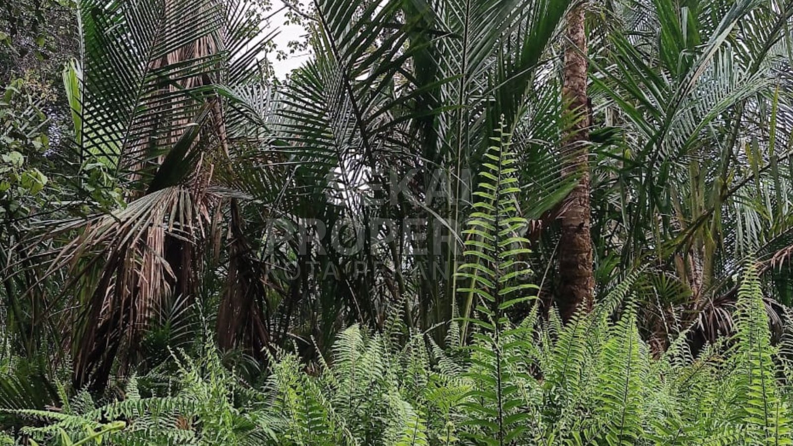 Dijual Sebidang Tanah Lahan Sagu - Di Selat Panjang Kepulauan Meranti