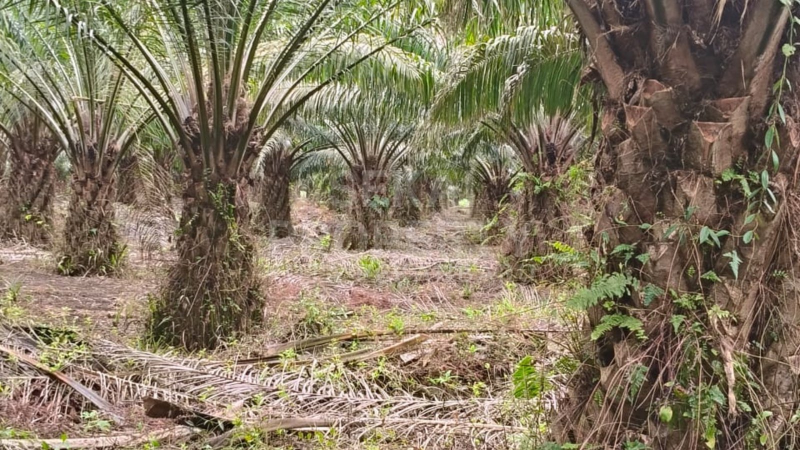 Dijual Lahan Sawit 150 Ha Dekat Lubuk Gaung, Penerbit, Dumai