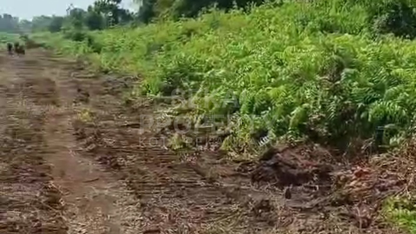 Dijual Lahan Kosong 50 Ha Di Tasik Serai Barat Duri, 1 Km Dari Pt Sis