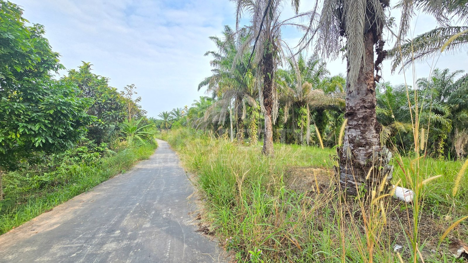 Dijual Sebidang Tanah Ada Sawit Lokasi Jl.indrapuri Ujung-pekanbaru