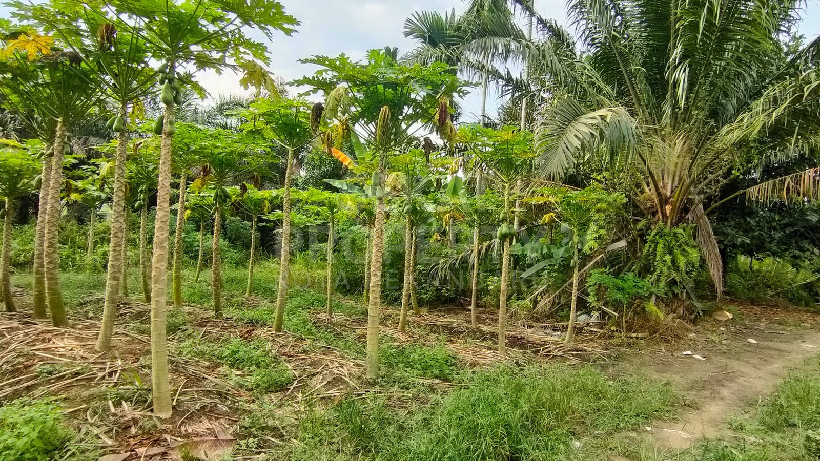 Tanah Kapling Dijual Dekat Garuda Sakti Km 8