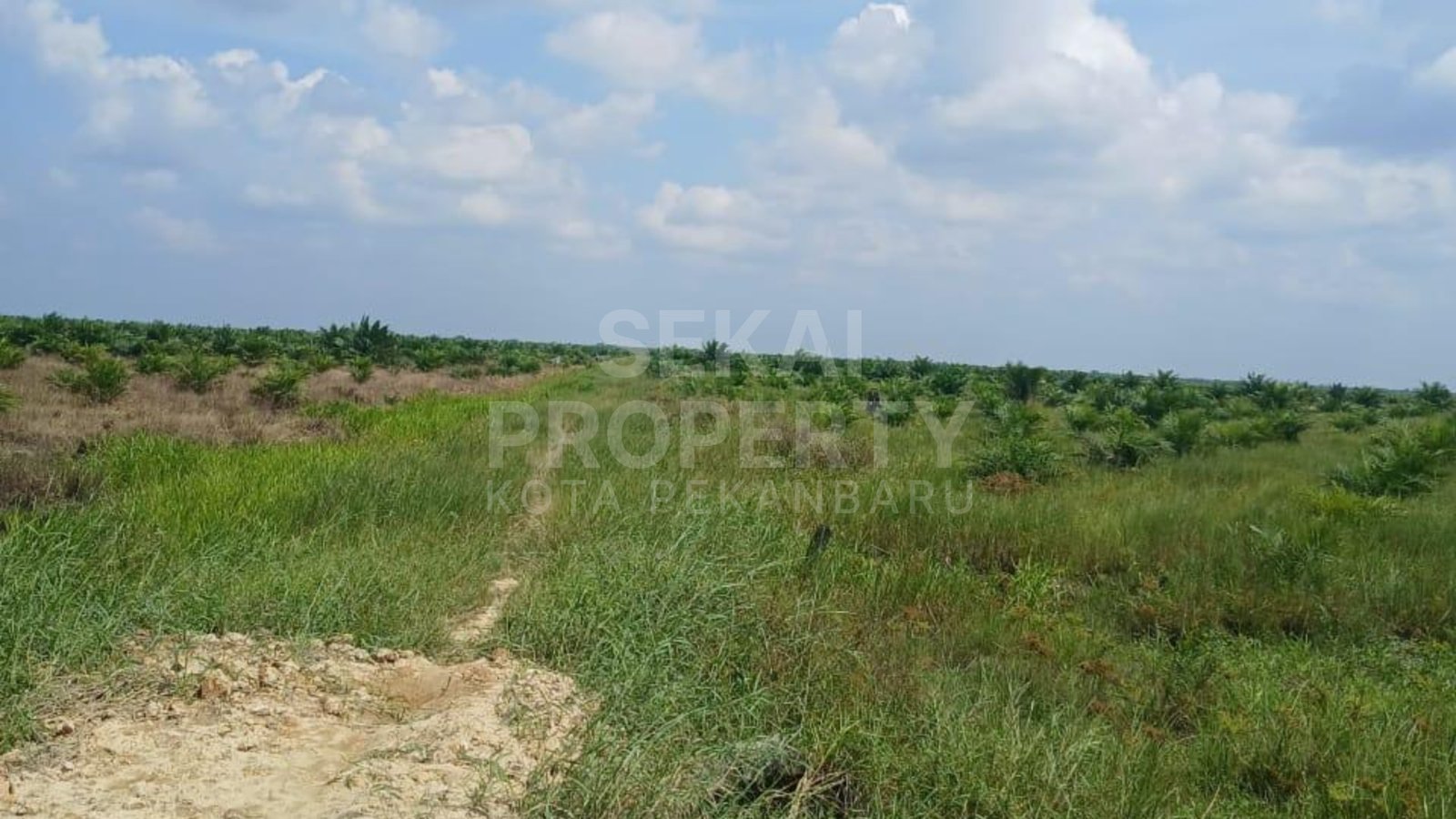 Di Jual Tanah 200 Hektar . Pujut Hilir Kabupaten Rokan Hilir