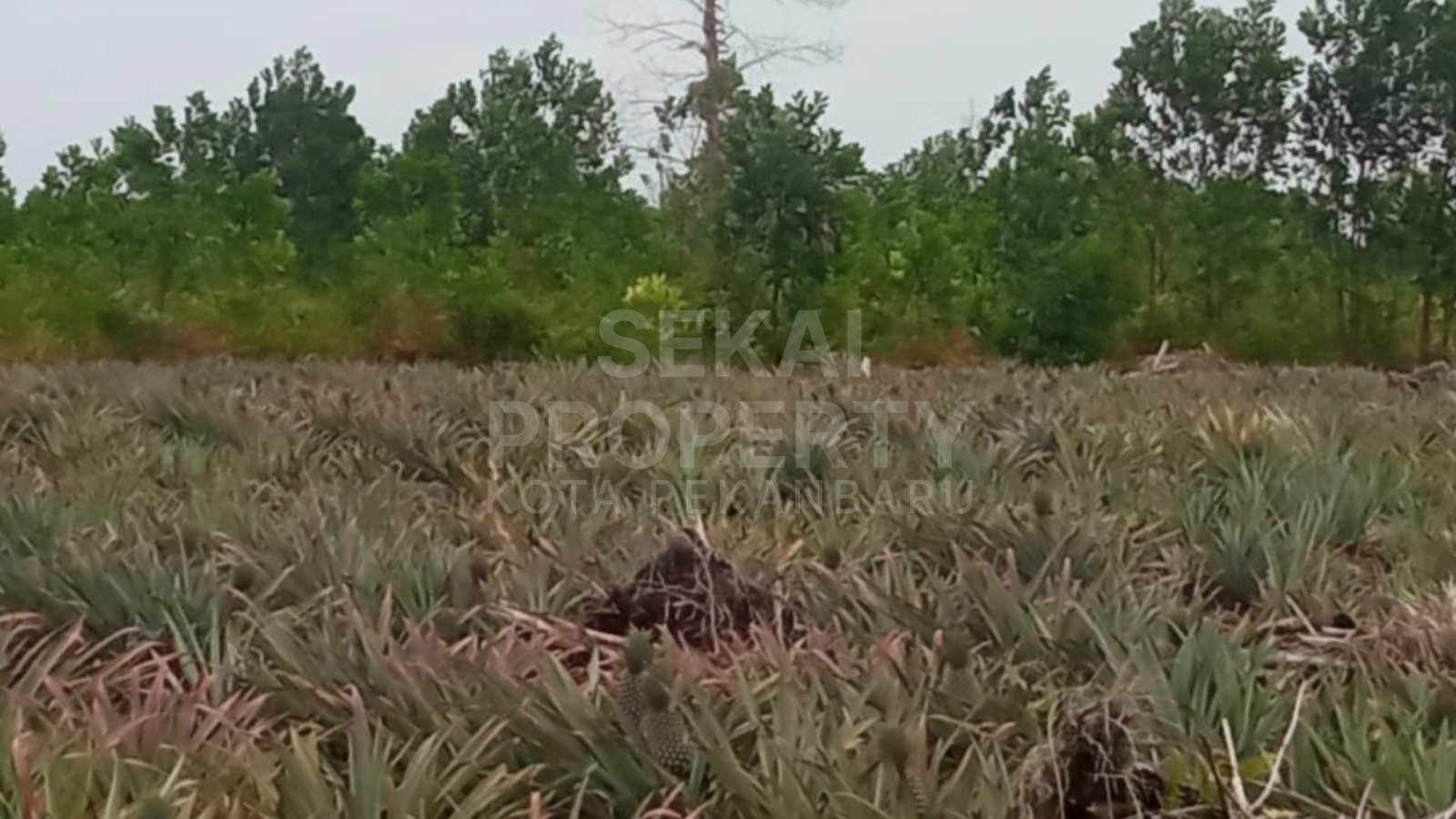 Dijual Tanah 2 Ha Rimbo Panjang Kampar Cocok Utk Usaha Peternakan Dan Pertanian