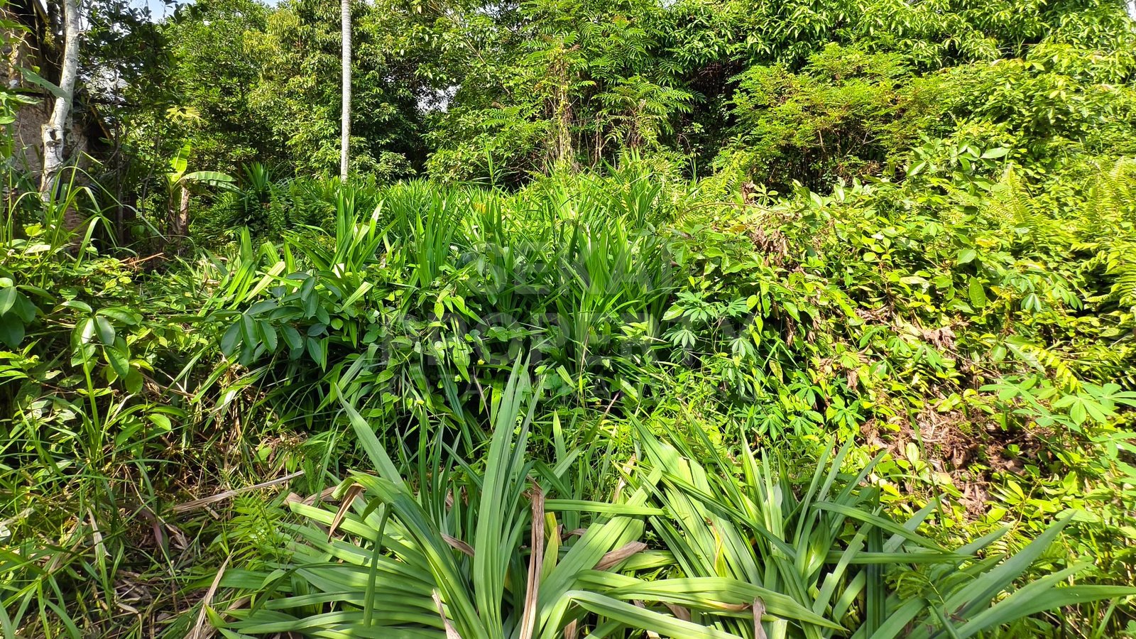 Dijual Tanah Dekat Jl. Kubang Raya