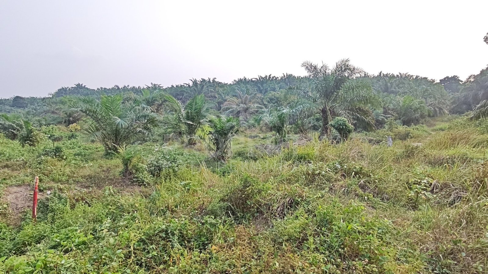 Dijual Tanah 10 Hektar Lokasi Di Pangkalan Kerinci