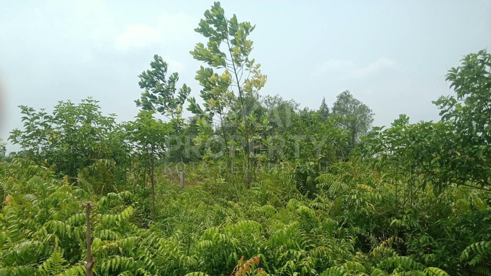 Dijual Tanah Kapling Di Jl. Swadaya Rimbo Panjang